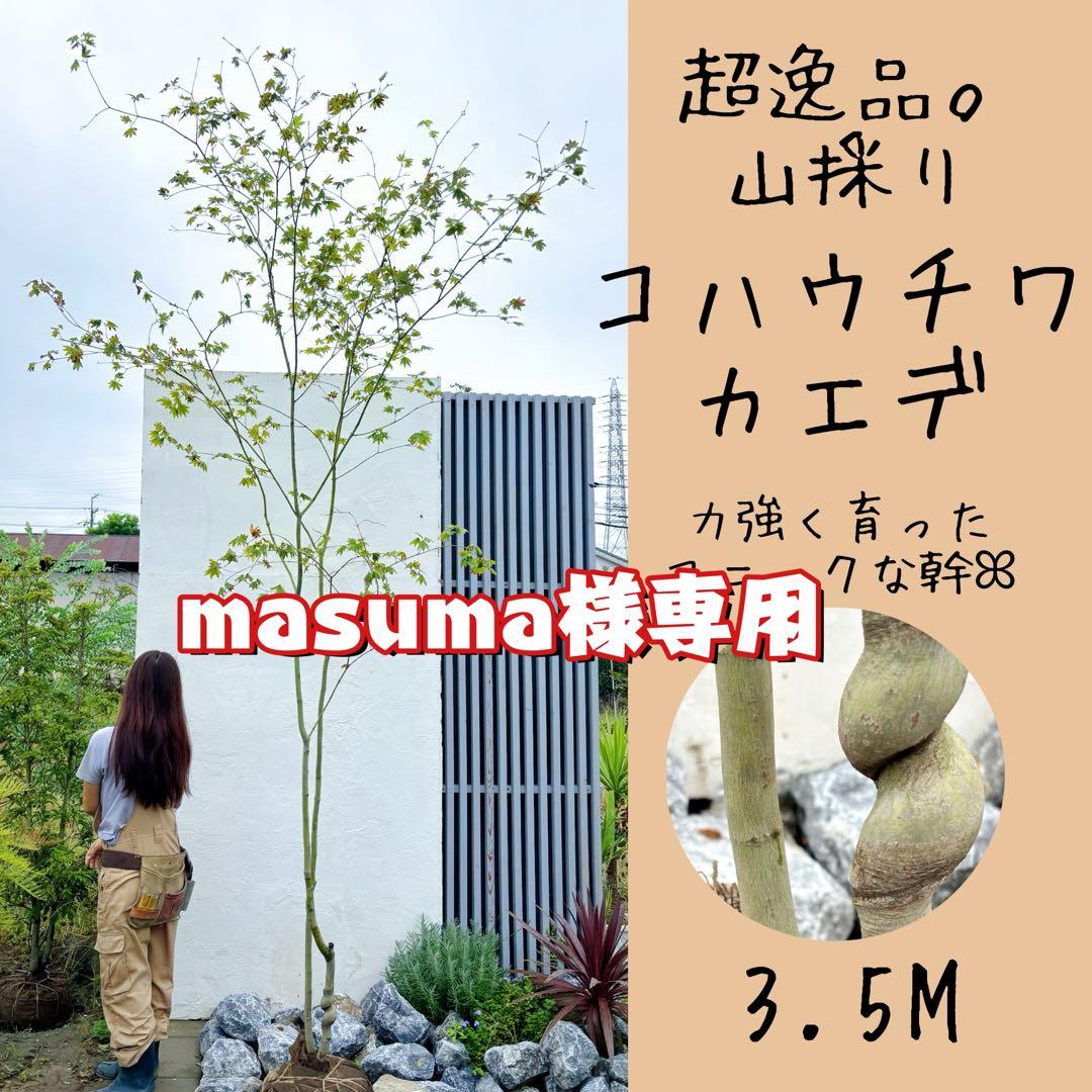 masuma 超逸品。山採りコハウチワカエデ3.5M(鉢底から)