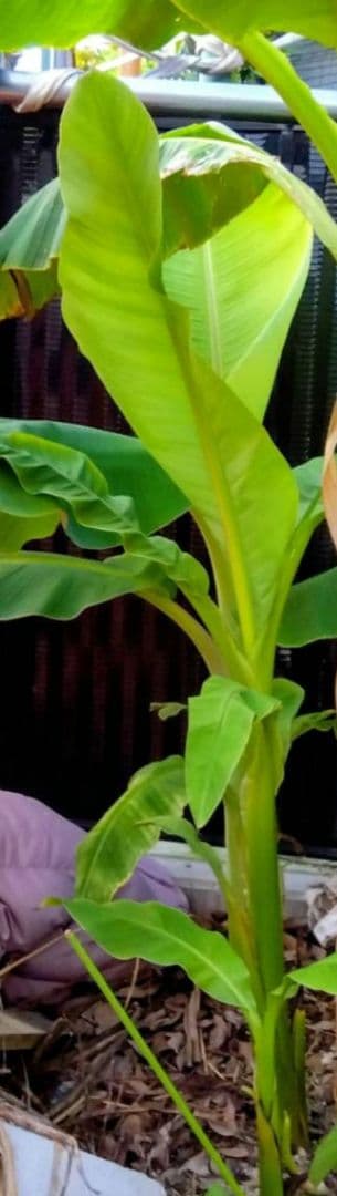 島バナナ 若木苗