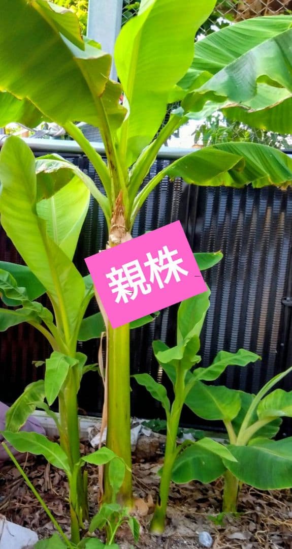 島バナナ 若木苗