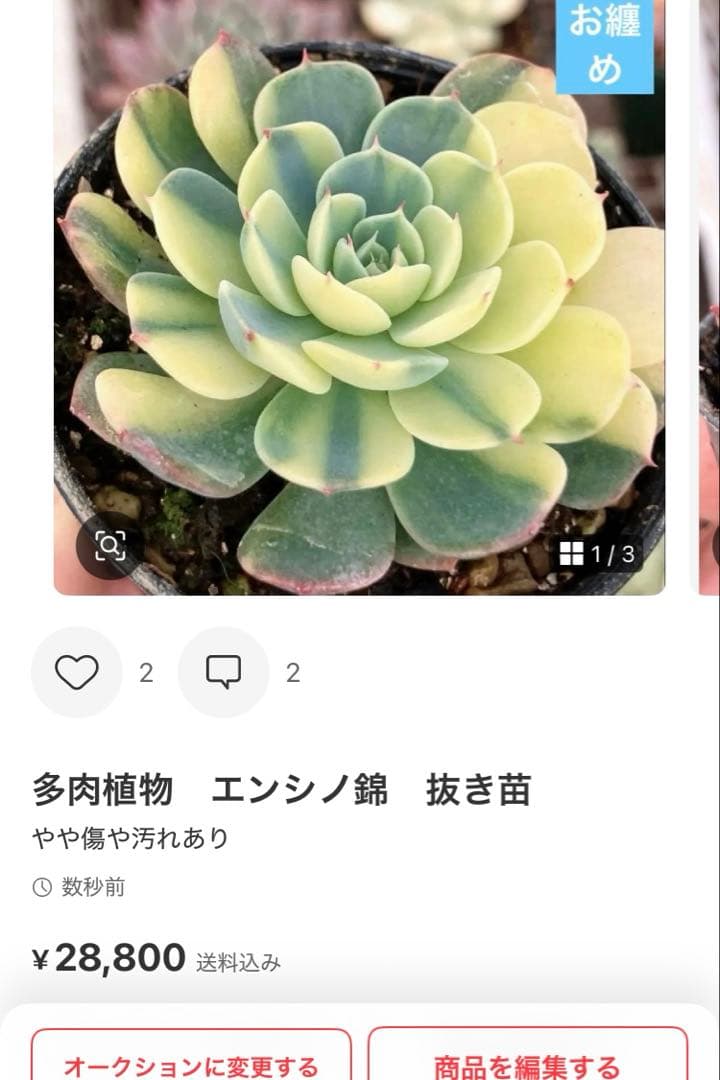 ジョアンダニエル錦　微根&ノーブルレッド錦&沙羅姫錦&エンシノ錦&フローレンス錦