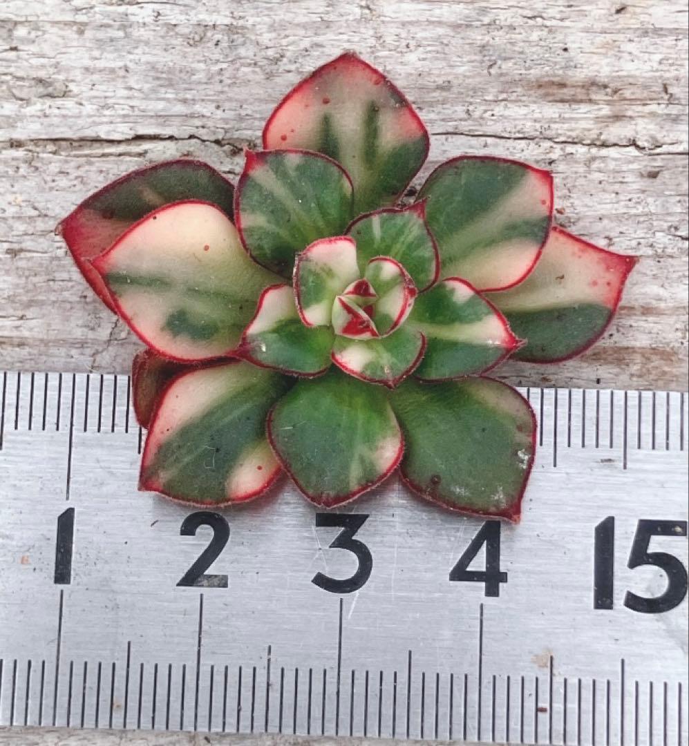 ジョアンダニエル錦　微根&ノーブルレッド錦&沙羅姫錦&エンシノ錦&フローレンス錦