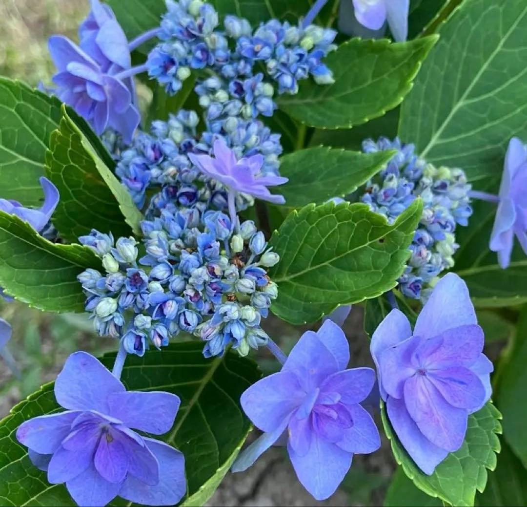 紫陽花カット枝5本 メルカリ便発送致します！