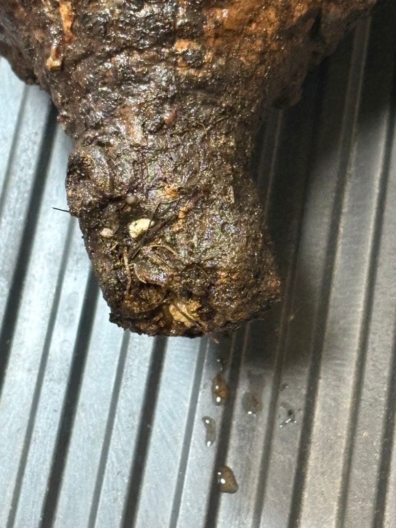 m*9様 オペルクリカリア パキプス ベアルート 現地発根株