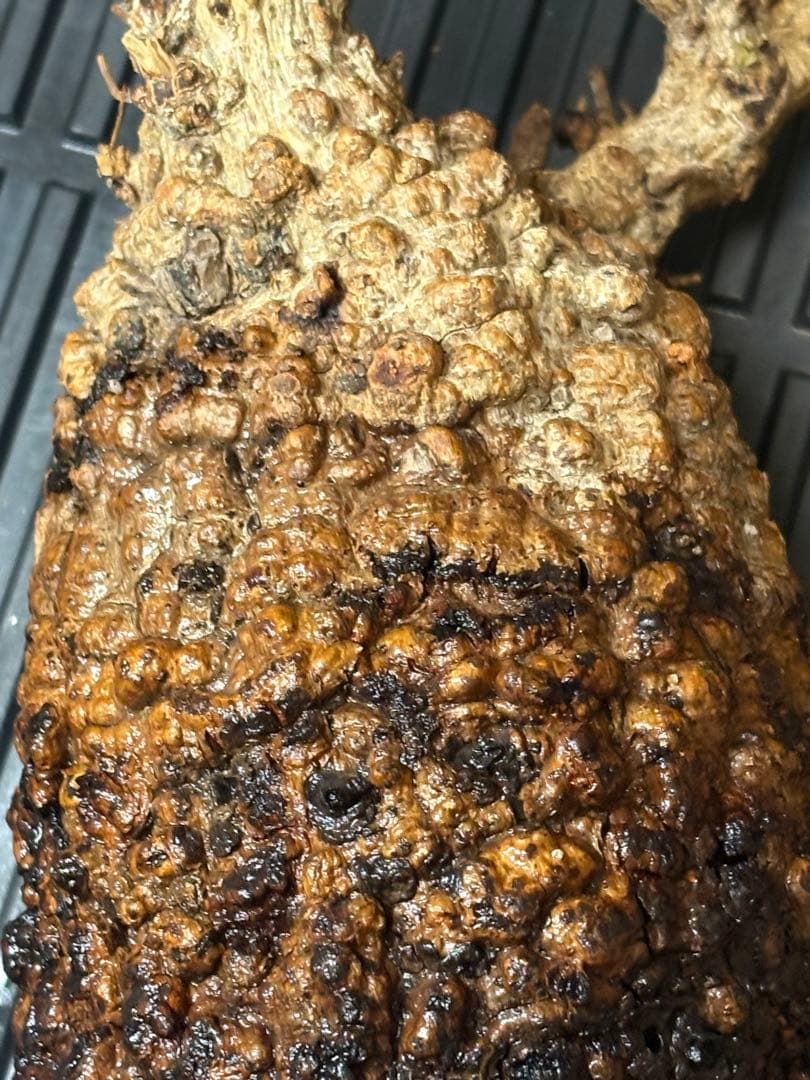 m*9様 オペルクリカリア パキプス ベアルート 現地発根株