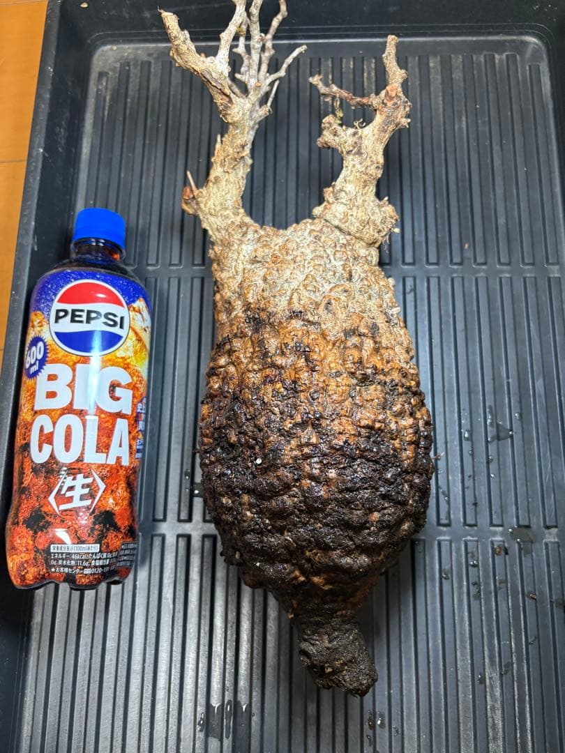 m*9様 オペルクリカリア パキプス ベアルート 現地発根株