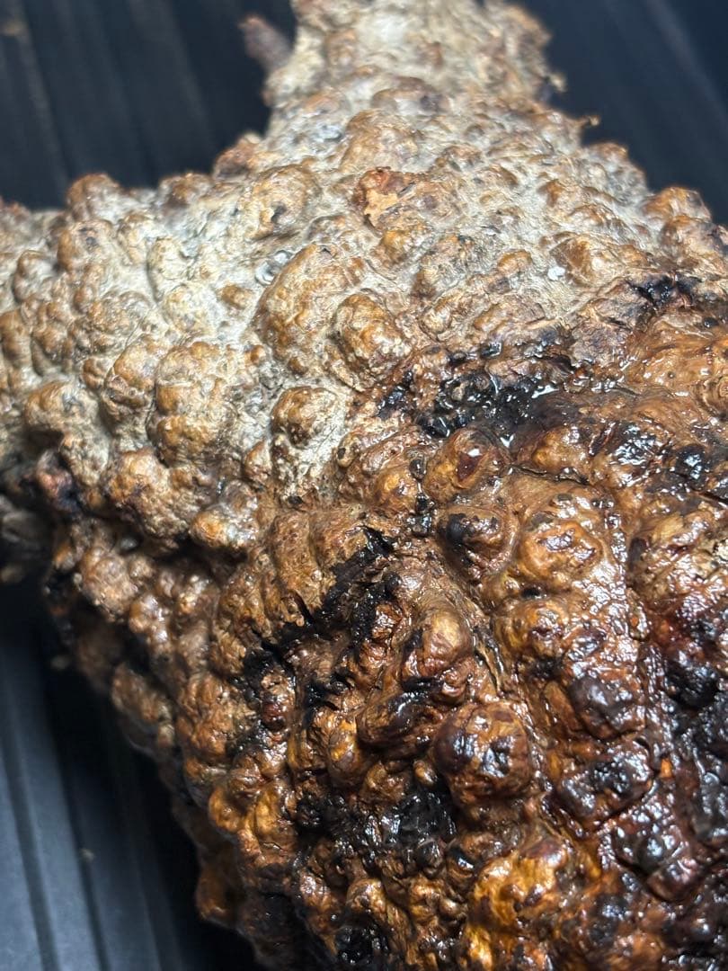 m*9様 オペルクリカリア パキプス ベアルート 現地発根株