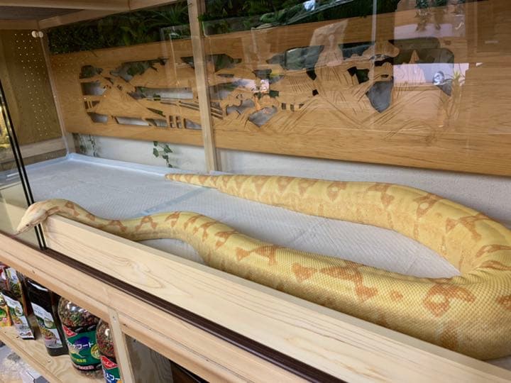 和製爬虫類ケージ