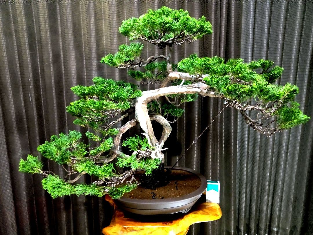 【大品　糸魚川真柏盆栽】　　　　⭕大迫力❗値引き不可品