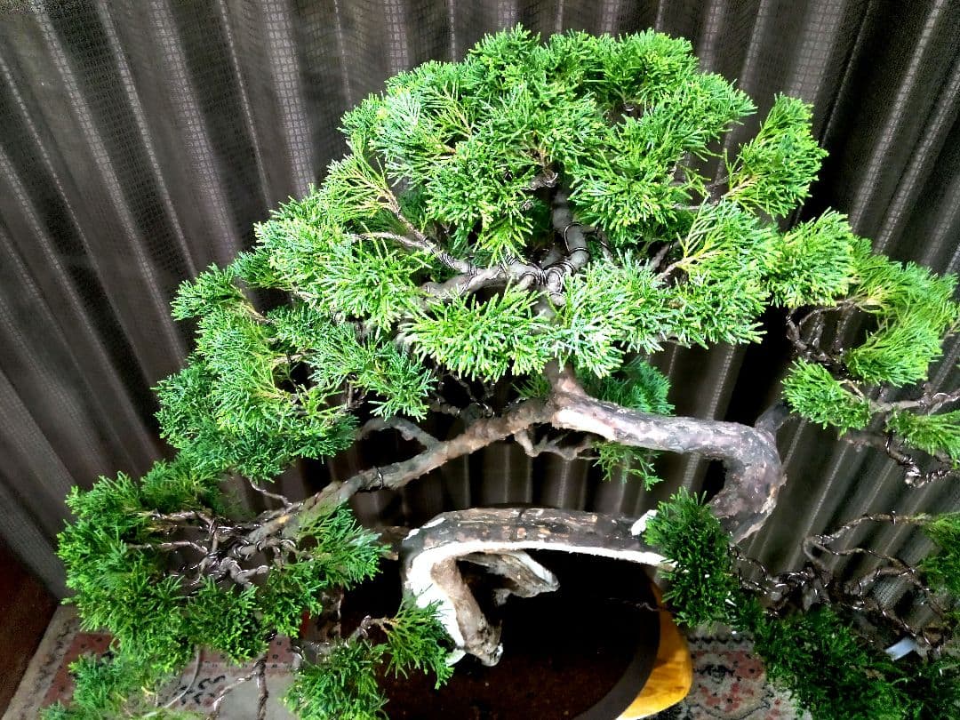 【大品　糸魚川真柏盆栽】　　　　⭕大迫力❗値引き不可品