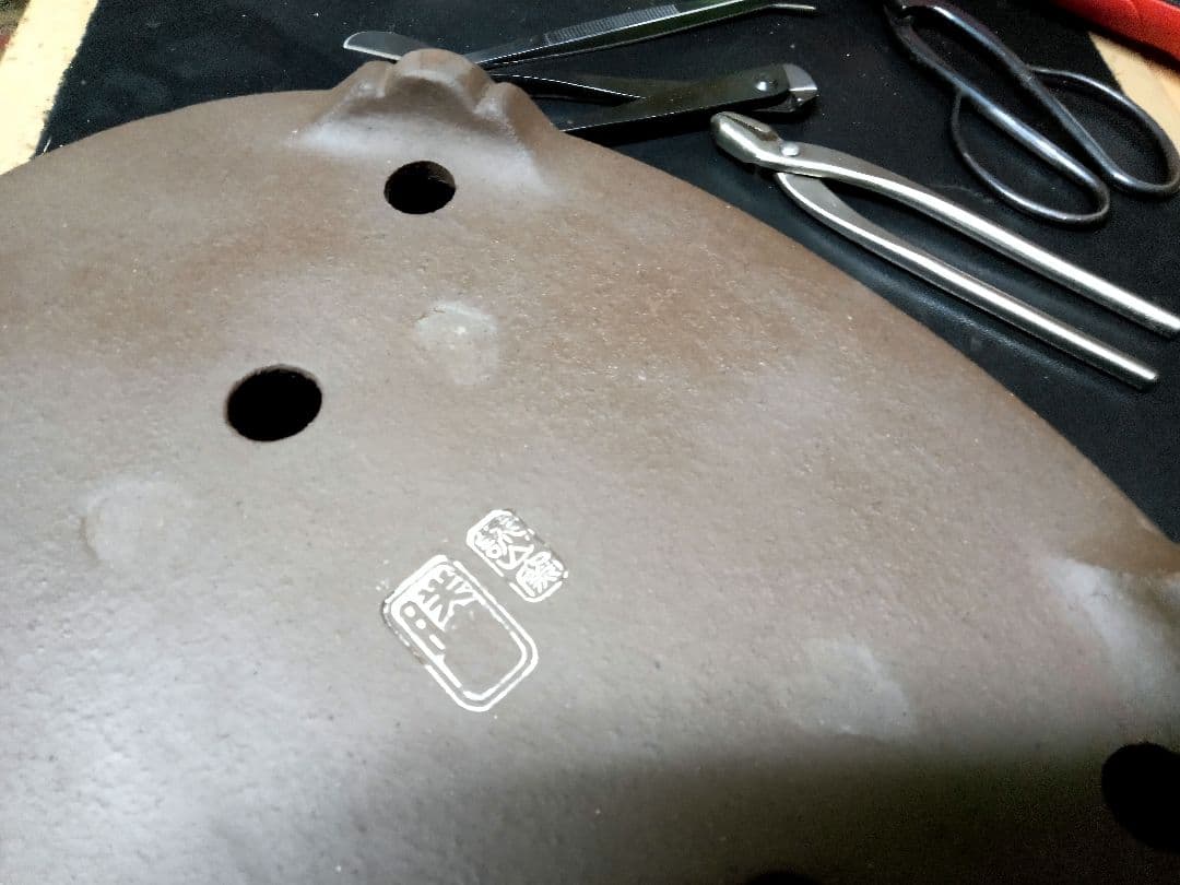 【大品　糸魚川真柏盆栽】　　　　⭕大迫力❗値引き不可品