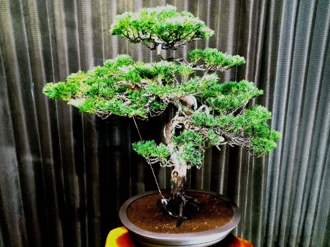 【大品　糸魚川真柏盆栽】　　　　⭕大迫力❗値引き不可品