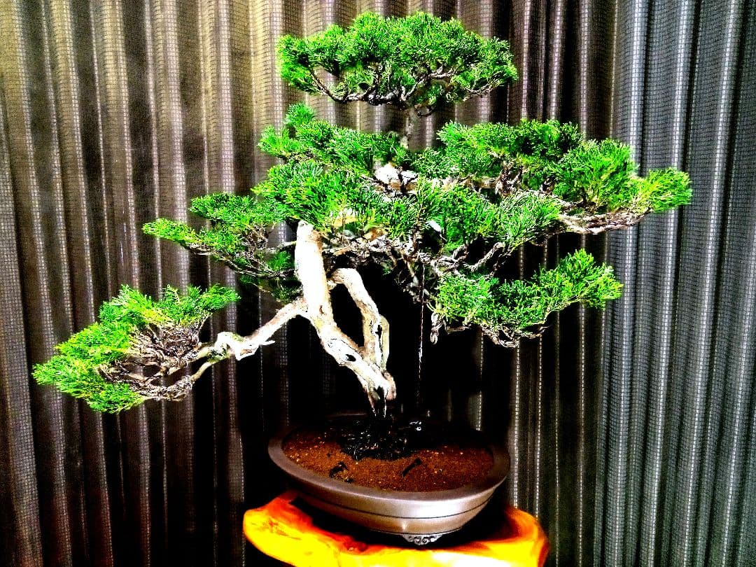 【大品　糸魚川真柏盆栽】　　　　⭕大迫力❗値引き不可品