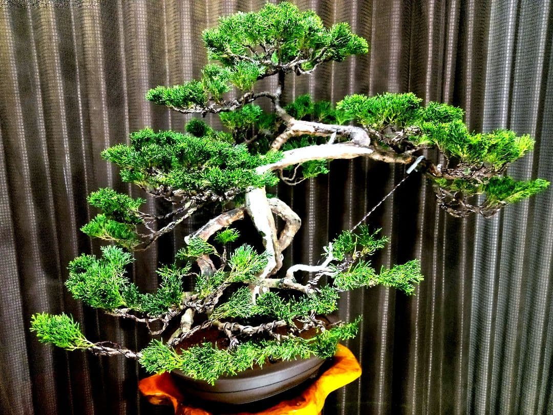 【大品　糸魚川真柏盆栽】　　　　⭕大迫力❗値引き不可品