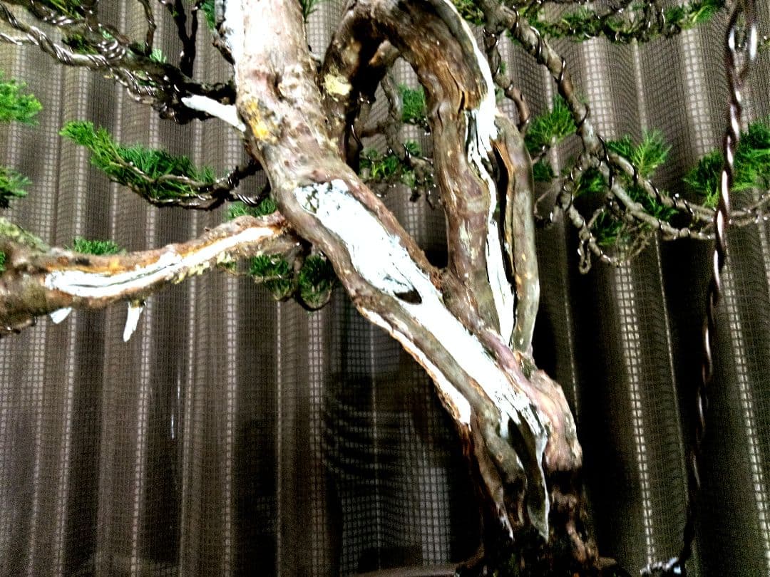 【大品　糸魚川真柏盆栽】　　　　⭕大迫力❗値引き不可品