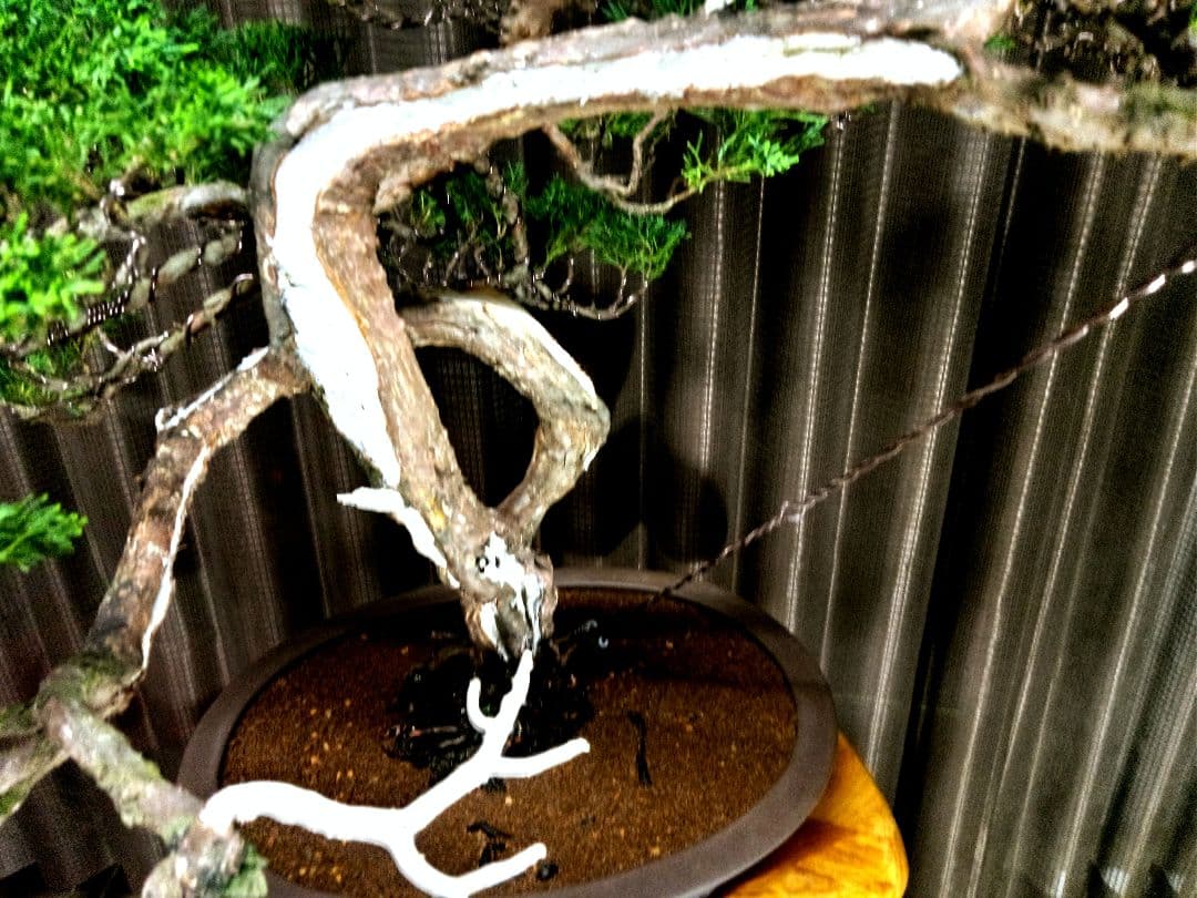 【大品　糸魚川真柏盆栽】　　　　⭕大迫力❗値引き不可品