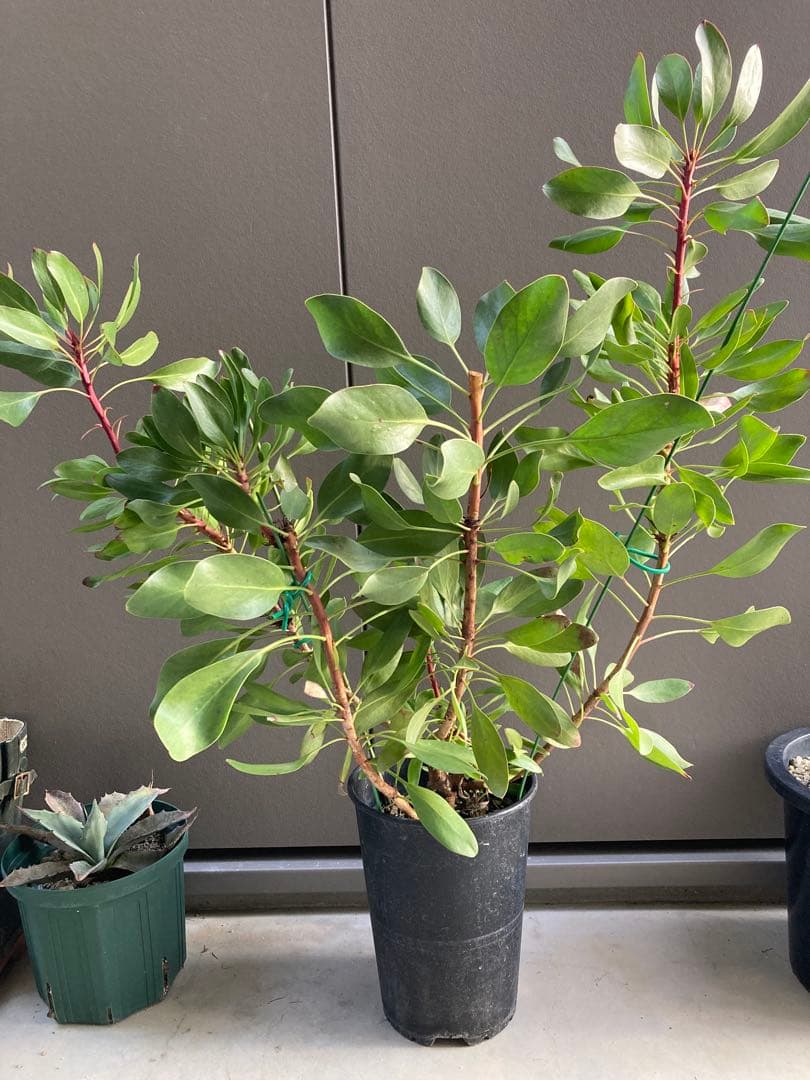 大株　プロテア　リトルプリンス