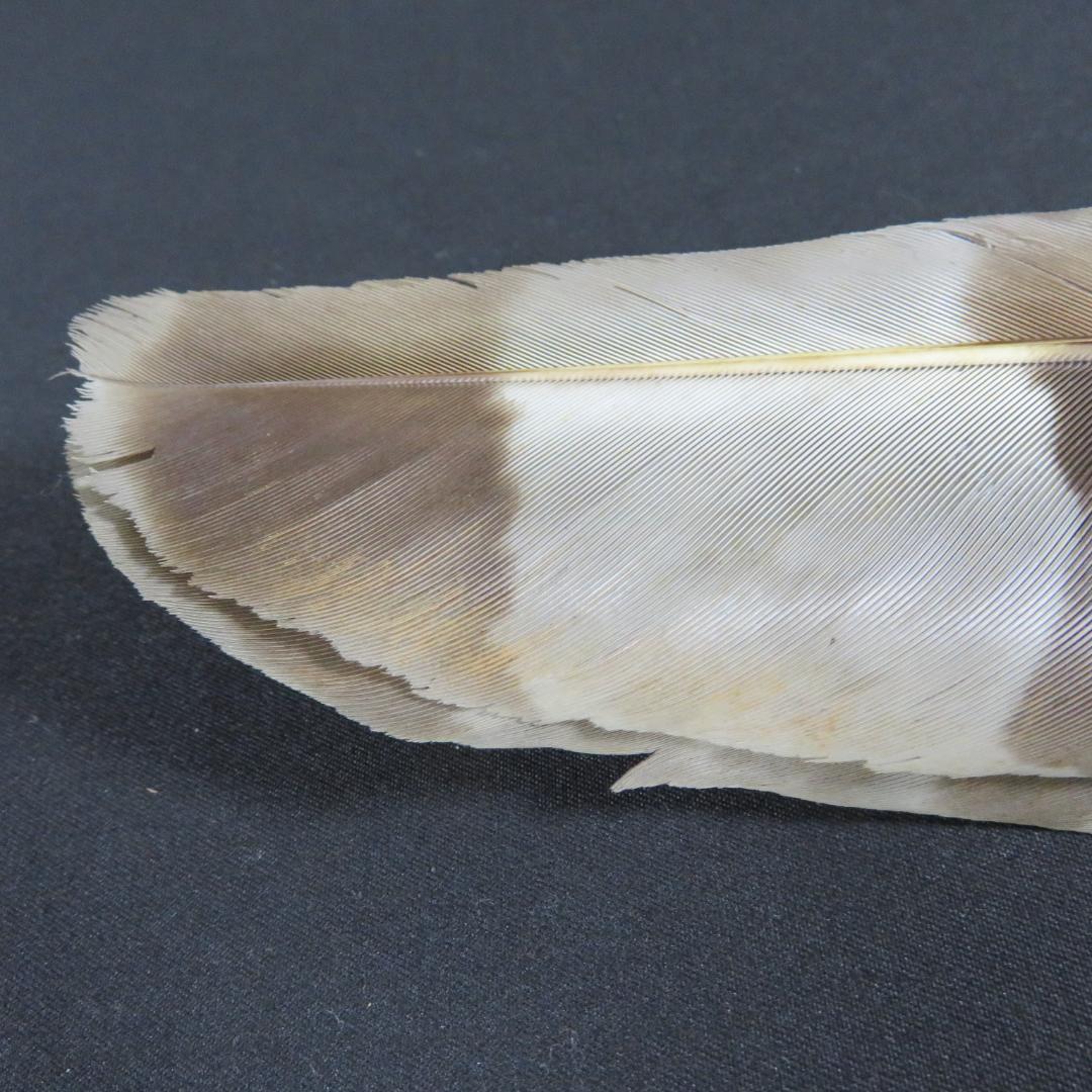 羽箒 羽根 茶道具 茶器 木箱 共箱 高級