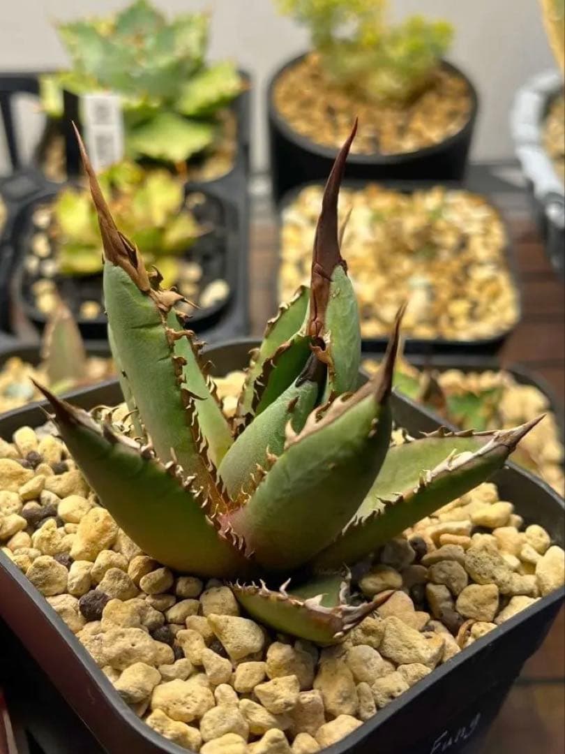 アガベ ホワイトファング 発根済み　鉢植え発送