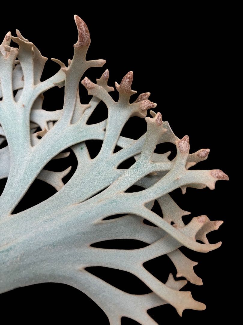 P.willinckii YellowMoon dwarf 胞子