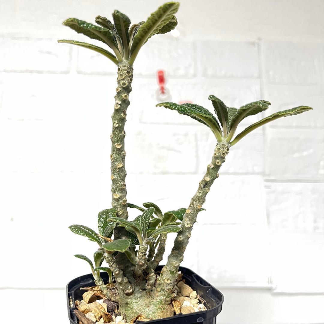 【塊根植物】ドルステニア ギガス 国内 実生 ドルステニアギガス