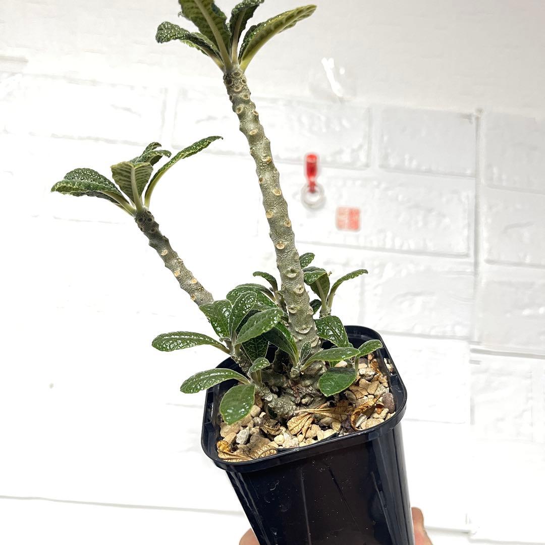 【塊根植物】ドルステニア ギガス 国内 実生 ドルステニアギガス