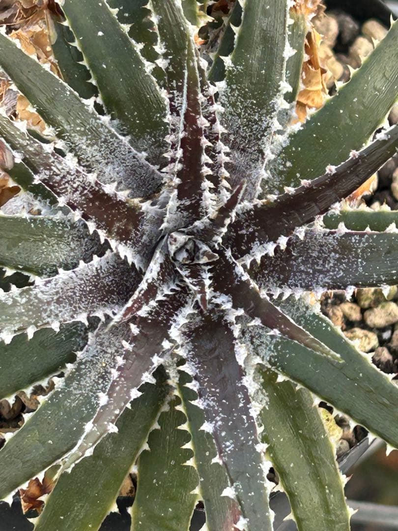 DBディッキア Dyckia Bill Baker hybrid #135