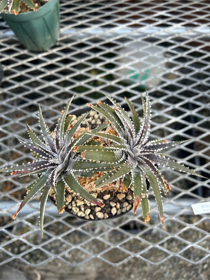 DBディッキア Dyckia Bill Baker hybrid #135