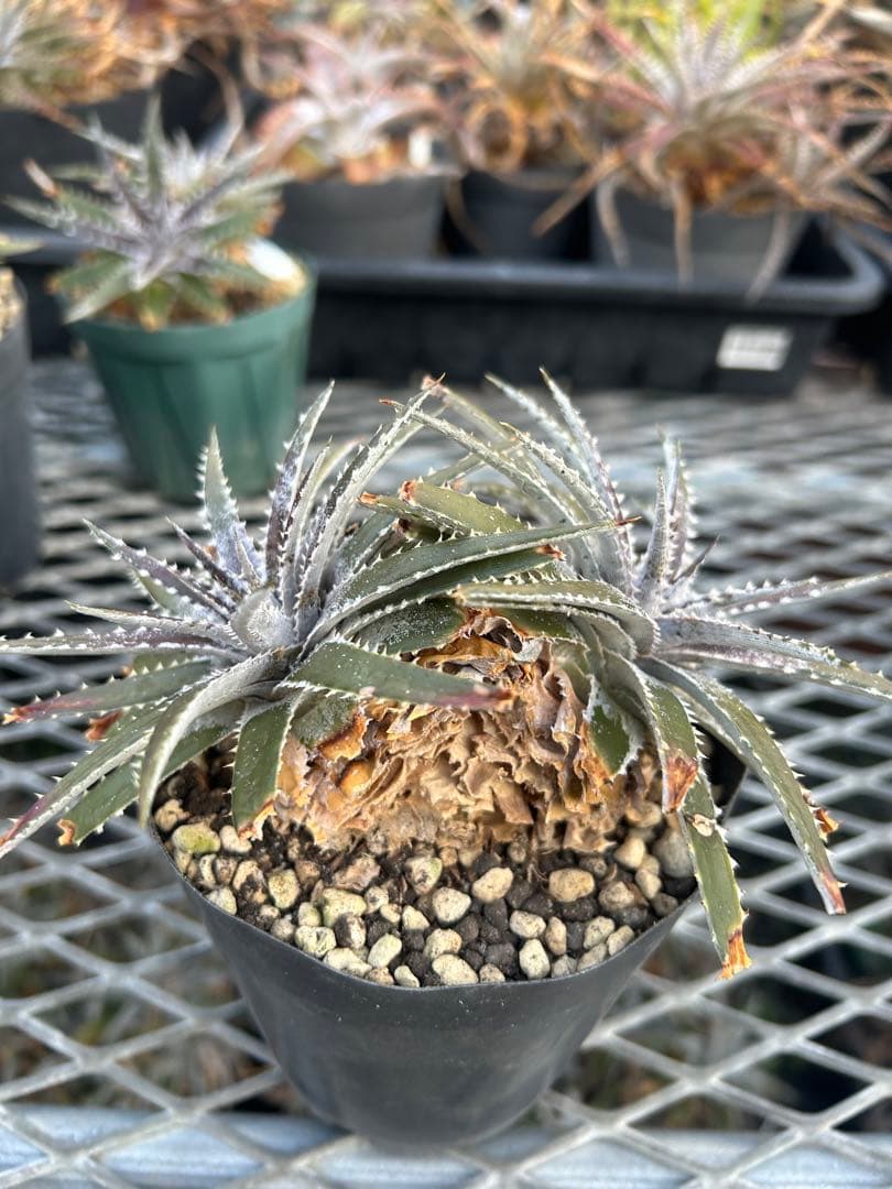DBディッキア Dyckia Bill Baker hybrid #135