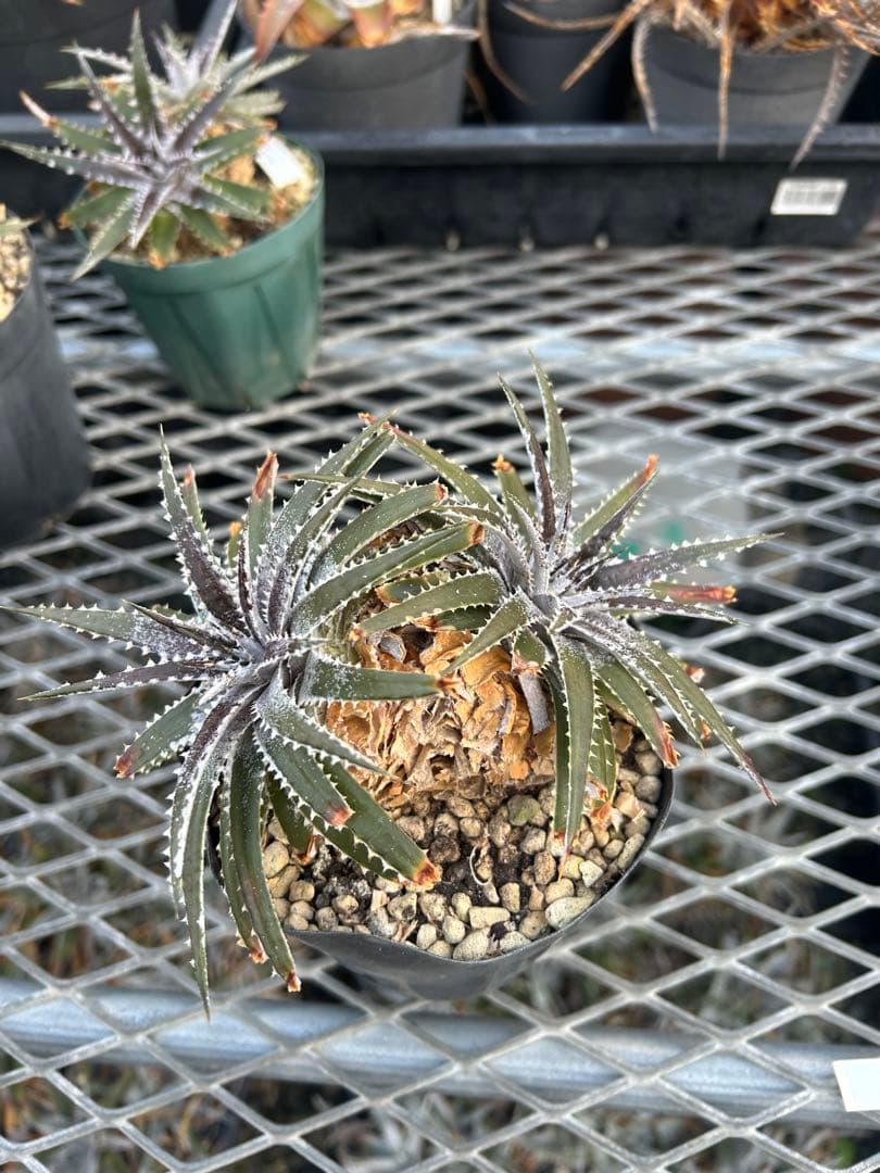 DBディッキア Dyckia Bill Baker hybrid #135