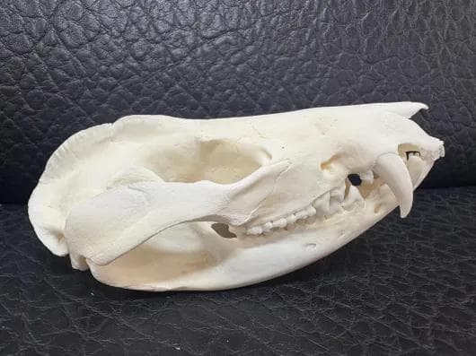 高品質 オポッサムの頭骨 ★ M サイズ