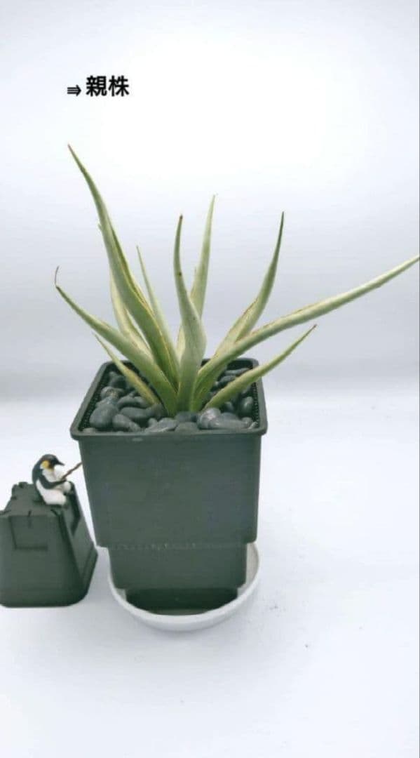 【子株】サンスベリア シルバースパイラル　カラータグ:緑