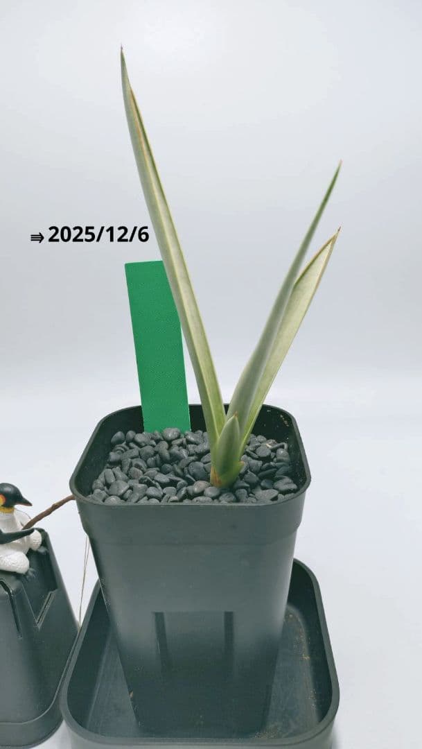 【子株】サンスベリア シルバースパイラル　カラータグ:緑