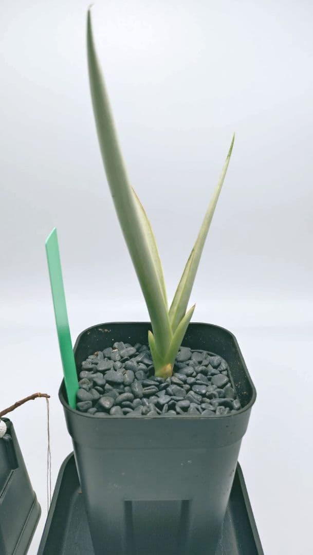 【子株】サンスベリア シルバースパイラル　カラータグ:緑