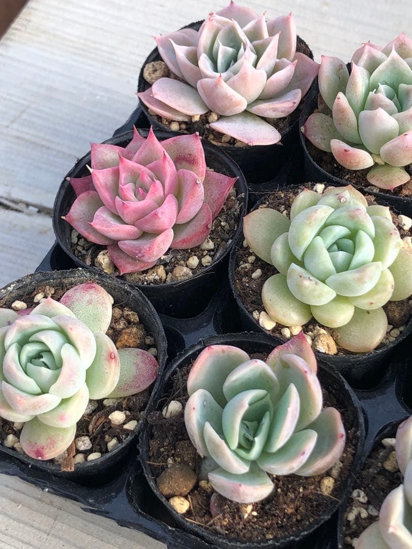 多肉植物 miyaさん苗♡小苗セット