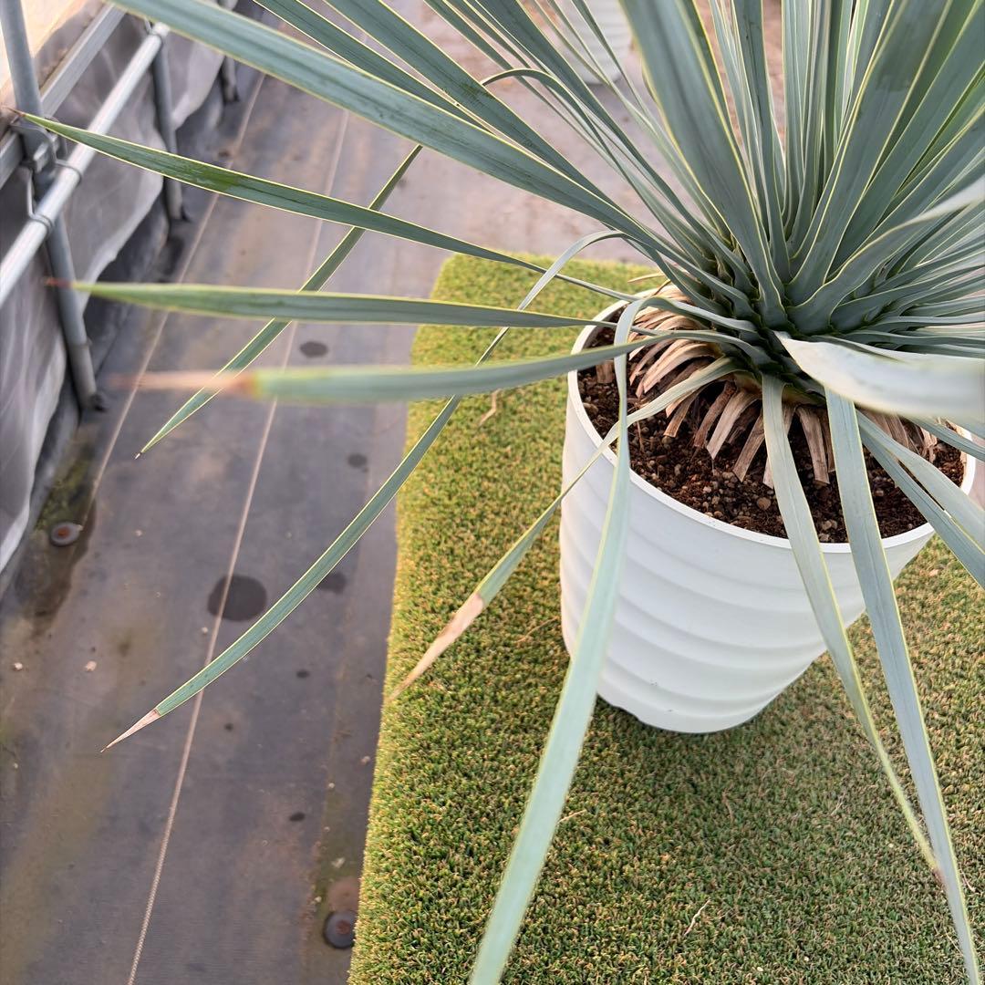 や*す様 【実生】ユッカロストラータ (7号鉢)ドライガーデン