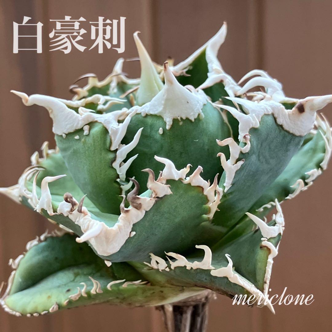 【速達】⑤子株付き　特選　太棘　アガべ　チタノタ　白豪刺　TC