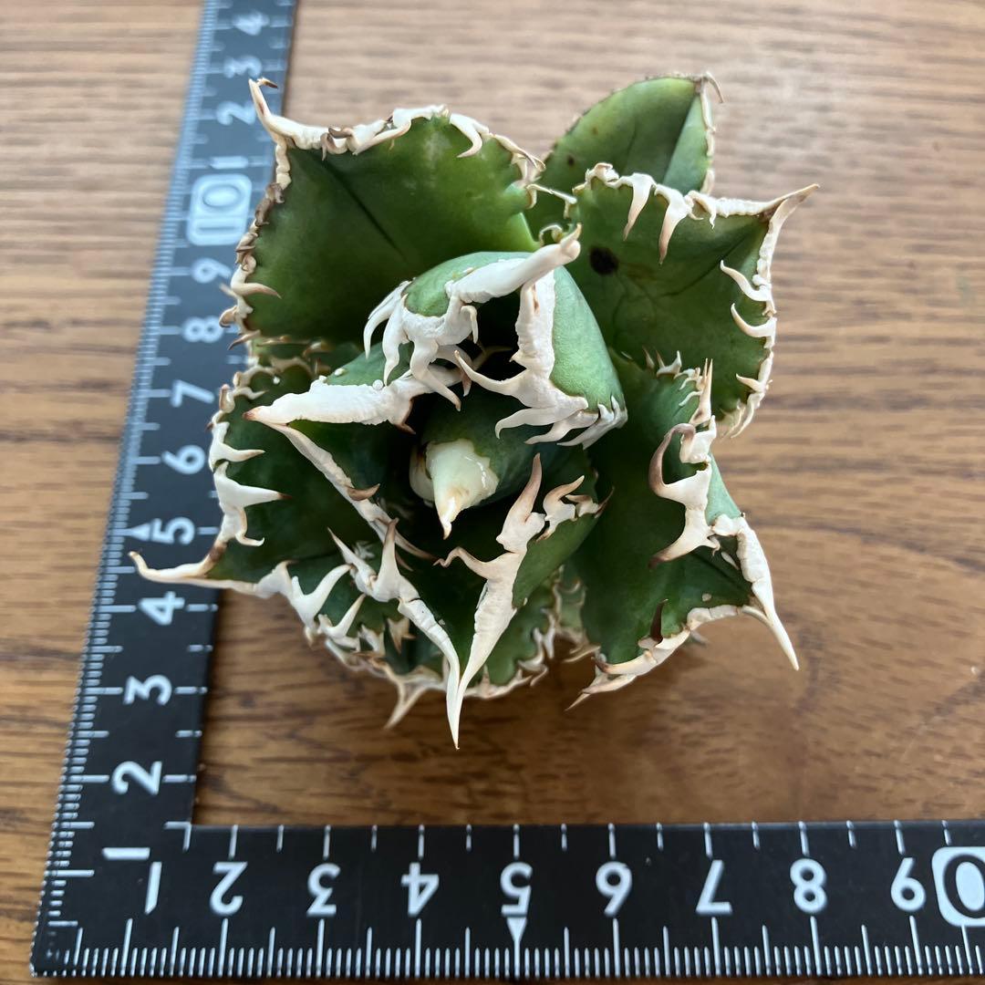 【速達】⑤子株付き　特選　太棘　アガべ　チタノタ　白豪刺　TC