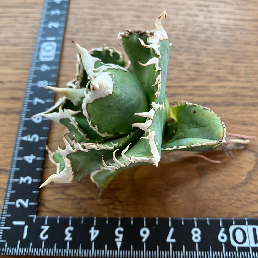 【速達】⑤子株付き　特選　太棘　アガべ　チタノタ　白豪刺　TC