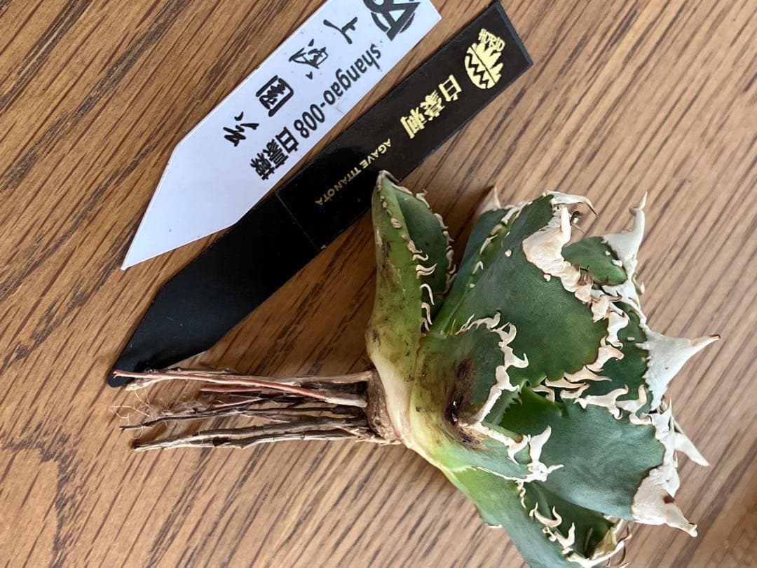 【速達】⑤子株付き　特選　太棘　アガべ　チタノタ　白豪刺　TC