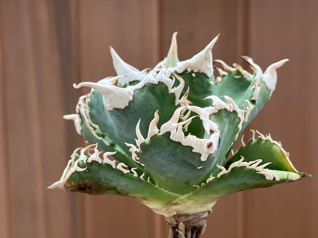 【速達】⑤子株付き　特選　太棘　アガべ　チタノタ　白豪刺　TC