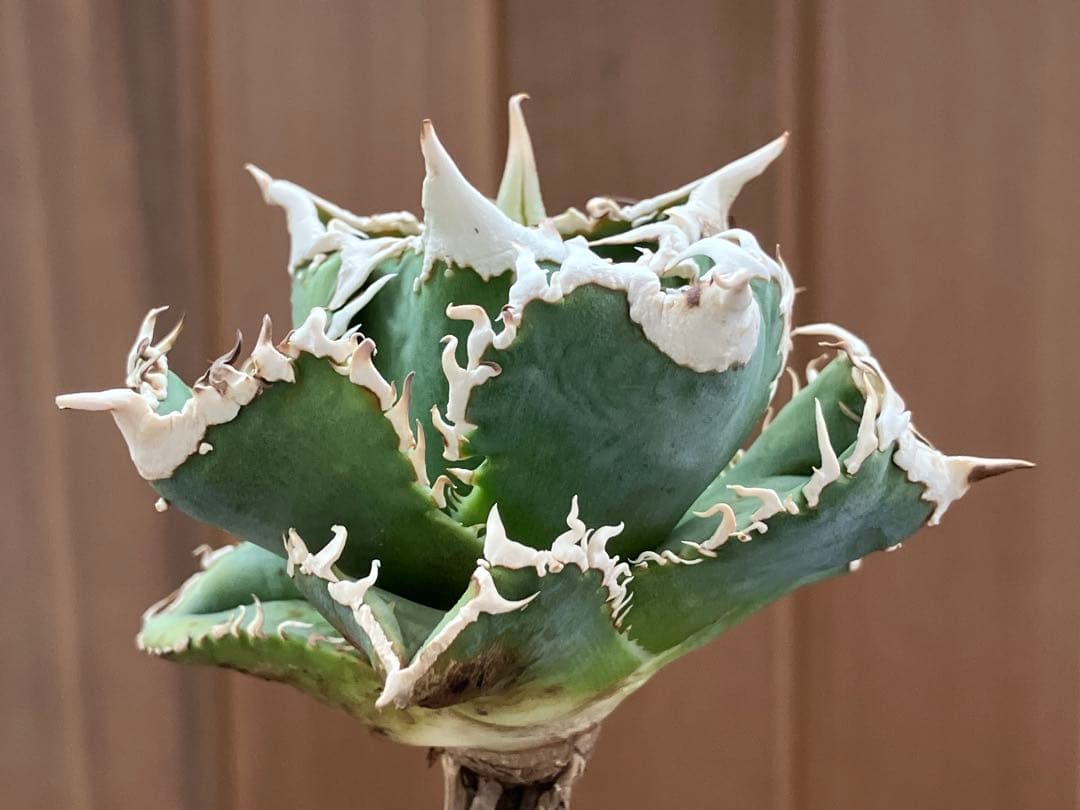 【速達】⑤子株付き　特選　太棘　アガべ　チタノタ　白豪刺　TC