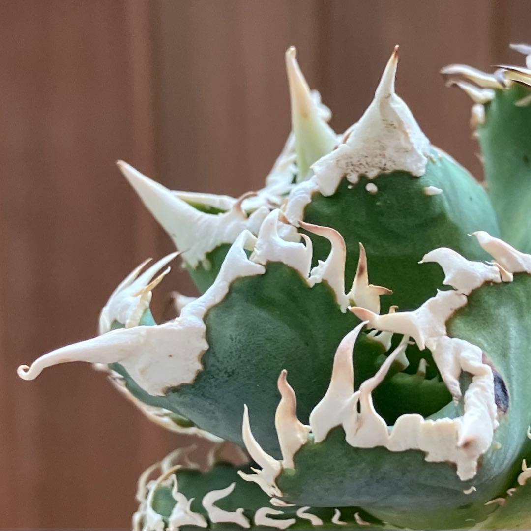 【速達】⑤子株付き　特選　太棘　アガべ　チタノタ　白豪刺　TC