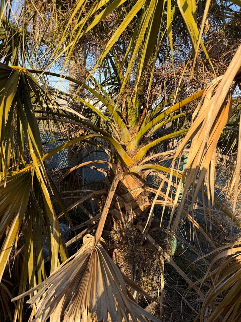 サバルヤシ　幹2m 葉先まで4m越