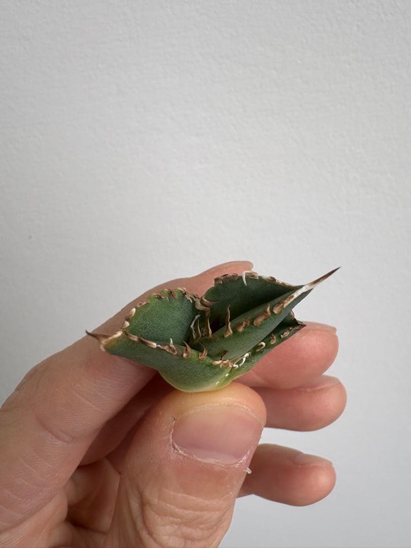 Agave titanota 大白鯊（ホホジロザメ）子株 親株写真あり 未発根①