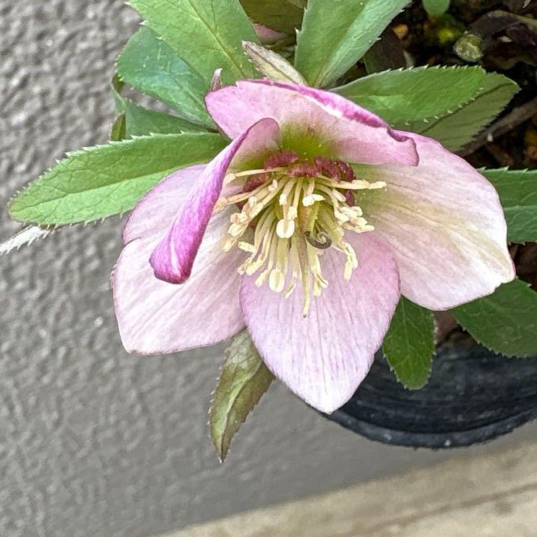 横山園芸　クリスマスローズ　ベビードール　ピコティー　ポットごと発送　蕾付き