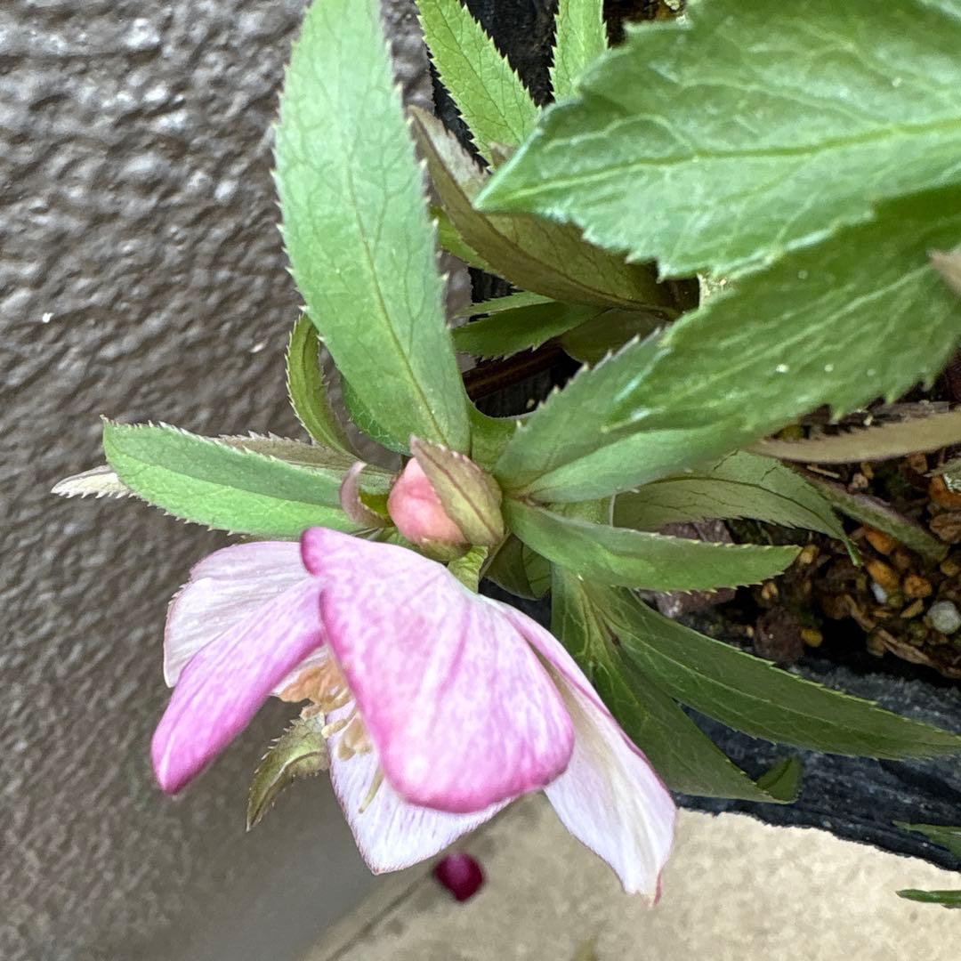 横山園芸　クリスマスローズ　ベビードール　ピコティー　ポットごと発送　蕾付き