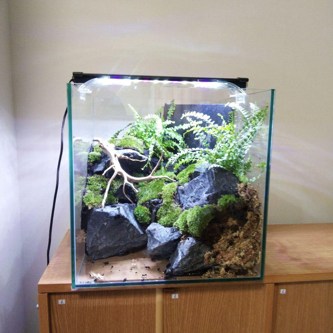 【受注生産】アクアテラリウム　苔テラリウム