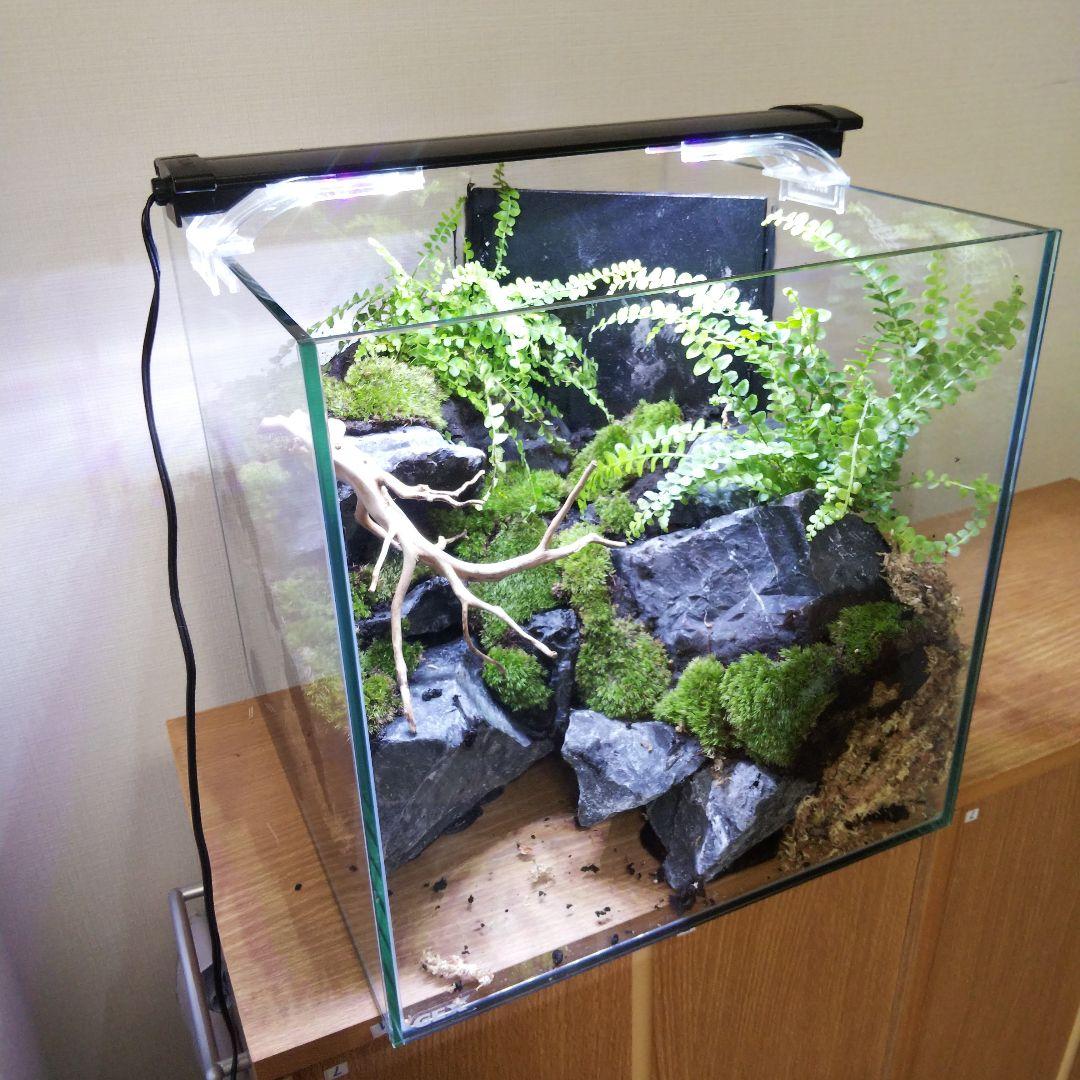 【受注生産】アクアテラリウム　苔テラリウム