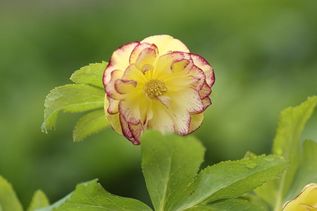 クリスマスローズ 開花実績株 DDレインボーhyb