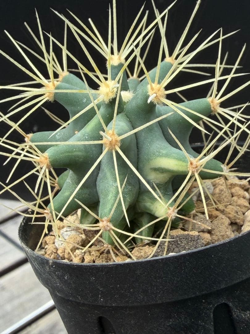 フェロカクタス王冠竜錦◇斑入りドライガーデン多肉サボテン島ハオルチア　アガベ南国